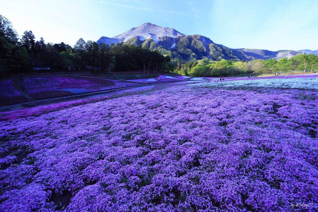 寒芝桜２