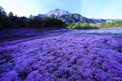 寒芝桜２