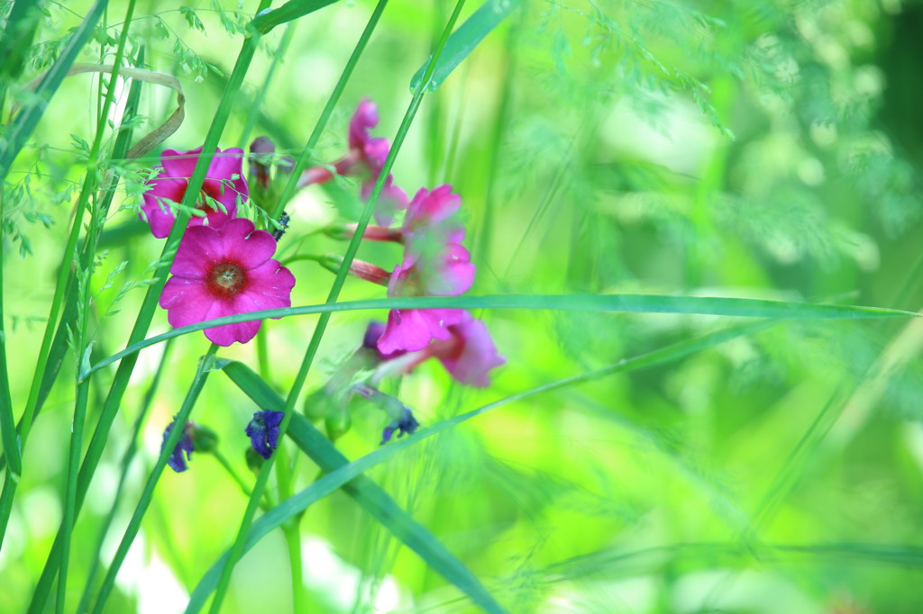人知れず咲く花だけど