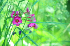 人知れず咲く花だけど