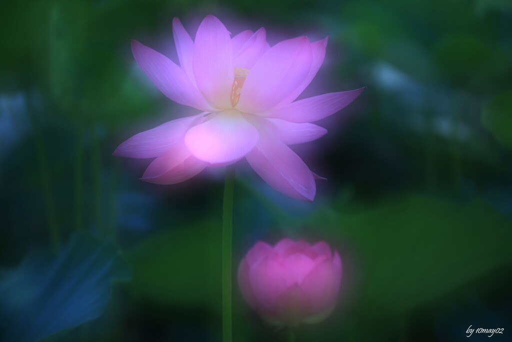古代からの覚め２