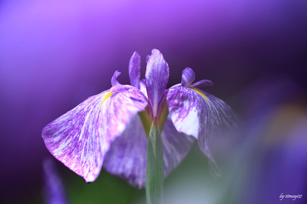 花菖蒲