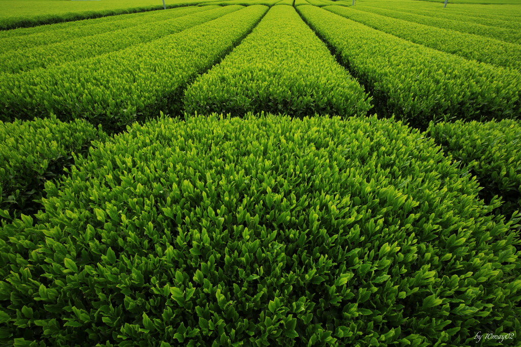 新茶の香り
