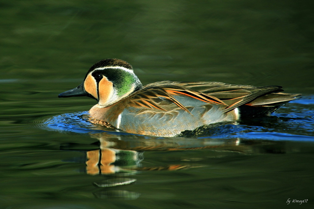 珍鳥トモエガモ