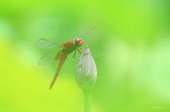 蜻蛉
