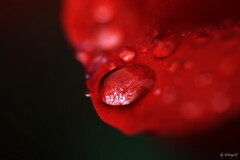 紅薔薇の涙