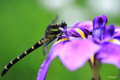 この花またとまれ