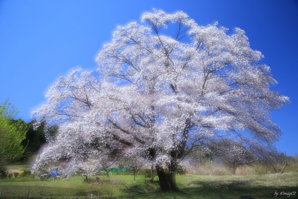 名残桜２