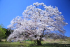 名残桜２