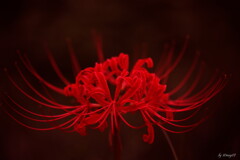 曼珠沙華