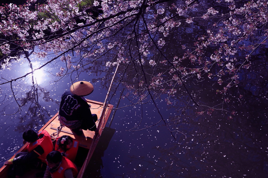 桜花爛漫