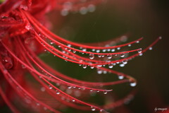 秋雨