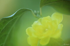 開花