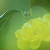 開花