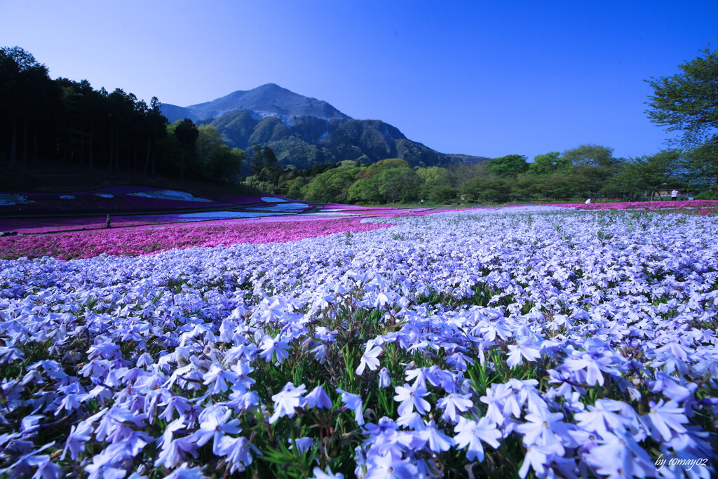 羊山公園芝桜