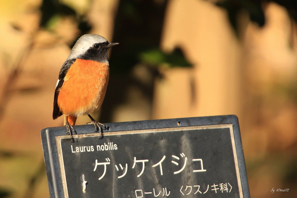 月桂樹はこちらデ～ス。
