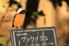 月桂樹はこちらデ～ス。