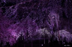 しだれ桜