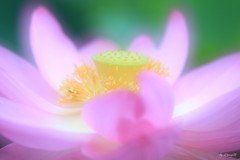 古の彩