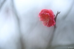 紅梅一輪