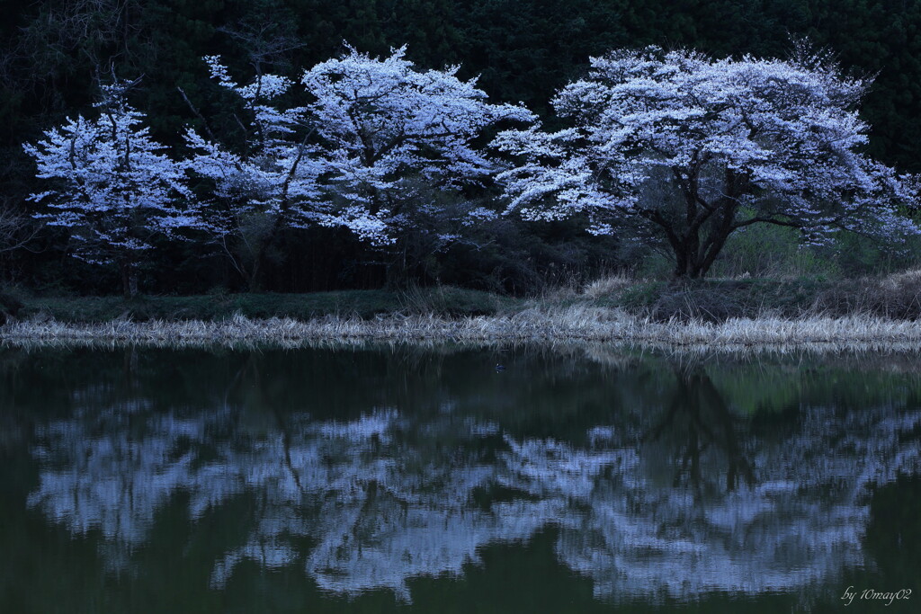 鏡桜
