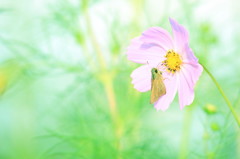 小さい秋　み～つけた