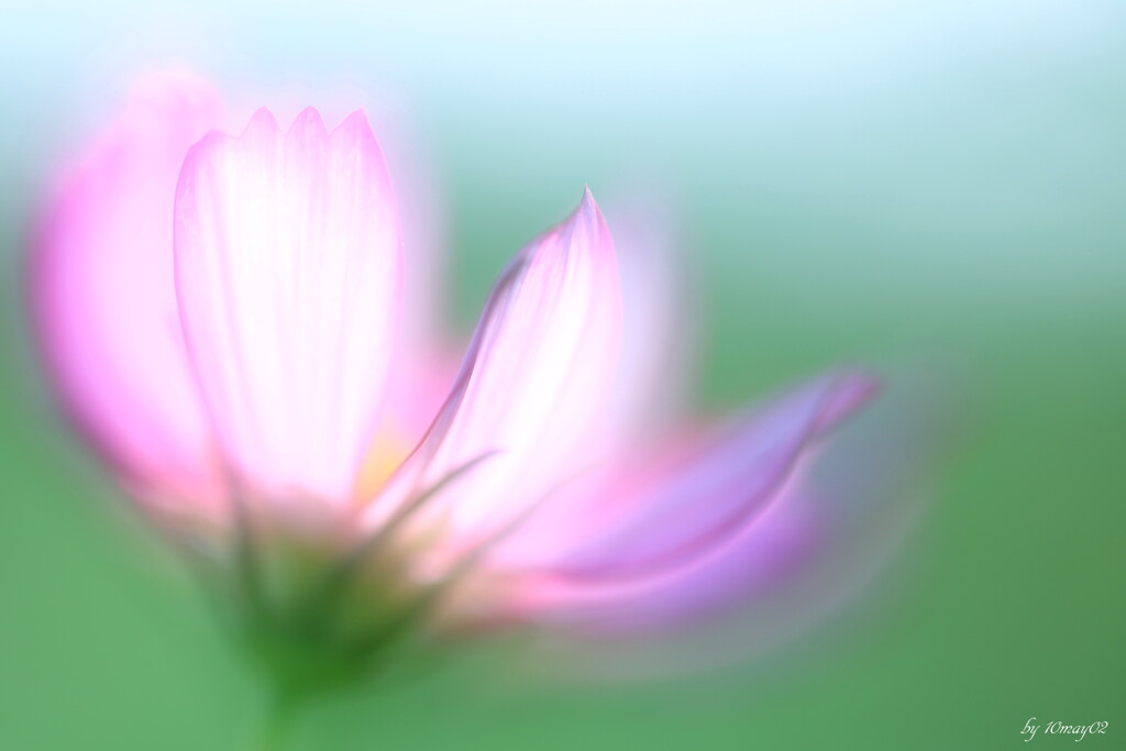 夏風にゆれて