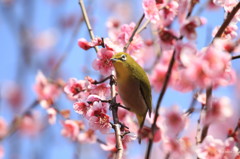 梅が香に