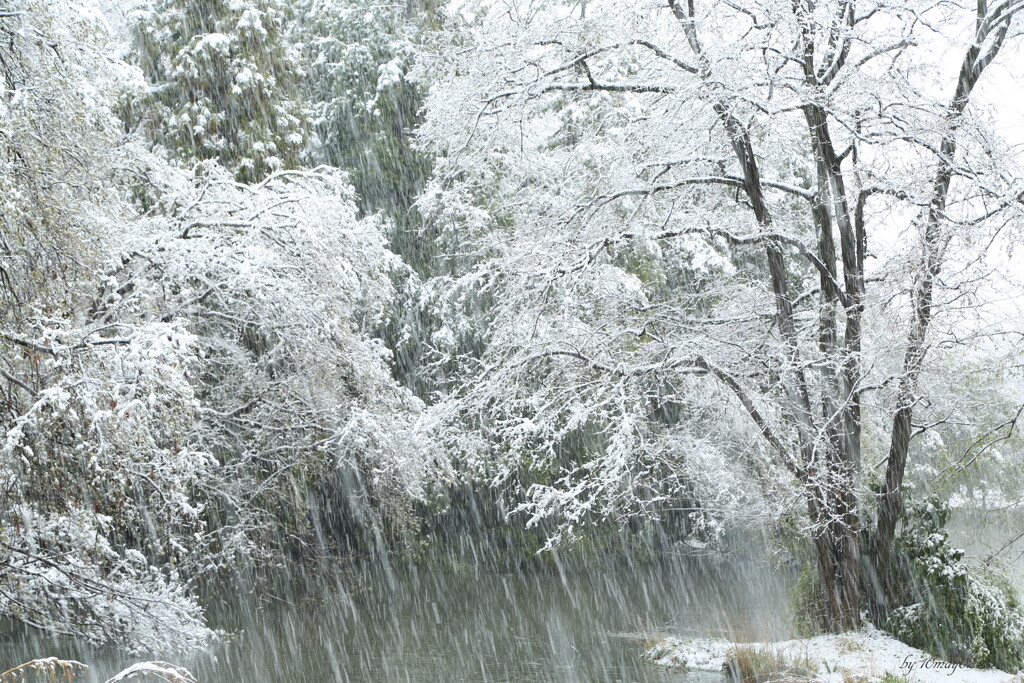 春吹雪