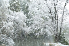 春吹雪