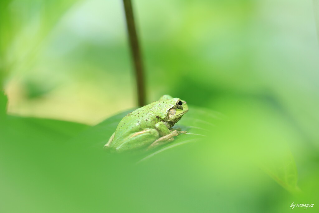 ケロケロ