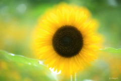 夏を追う