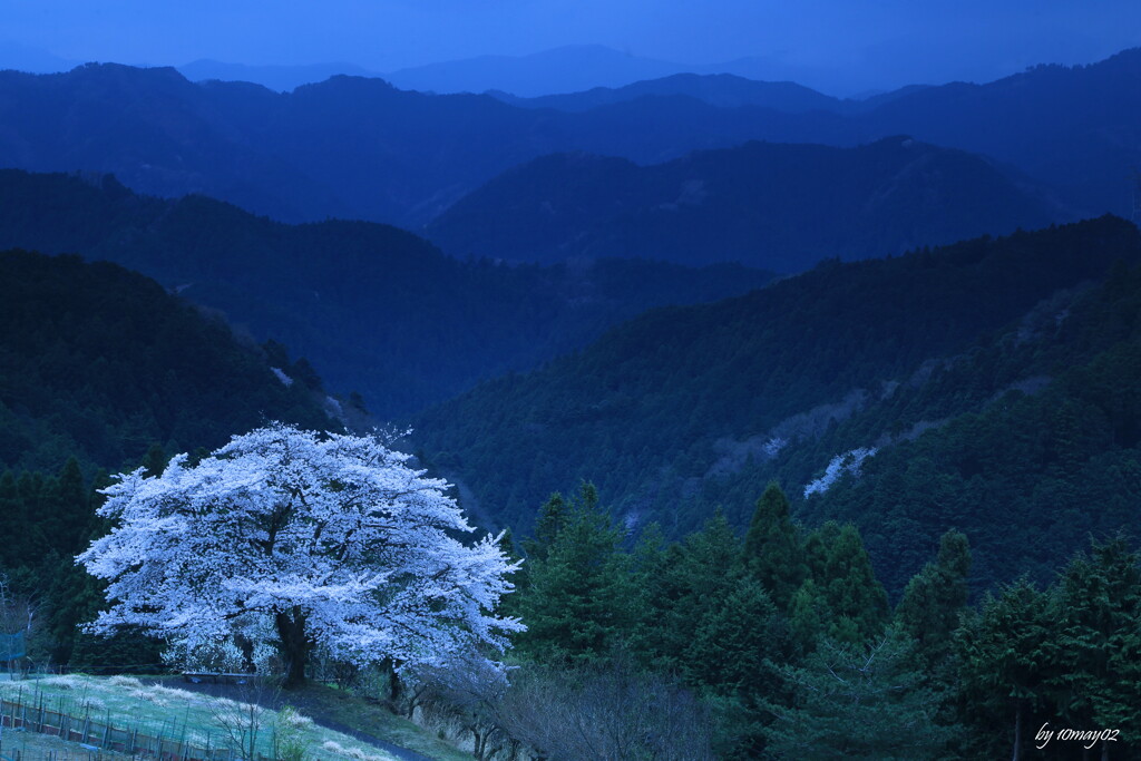 孤高の桜２