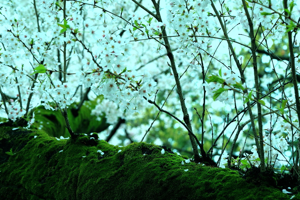 枝桜