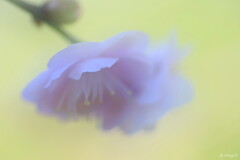 白梅一輪