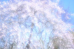 春光