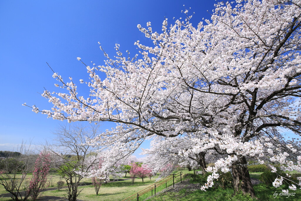 花散歩