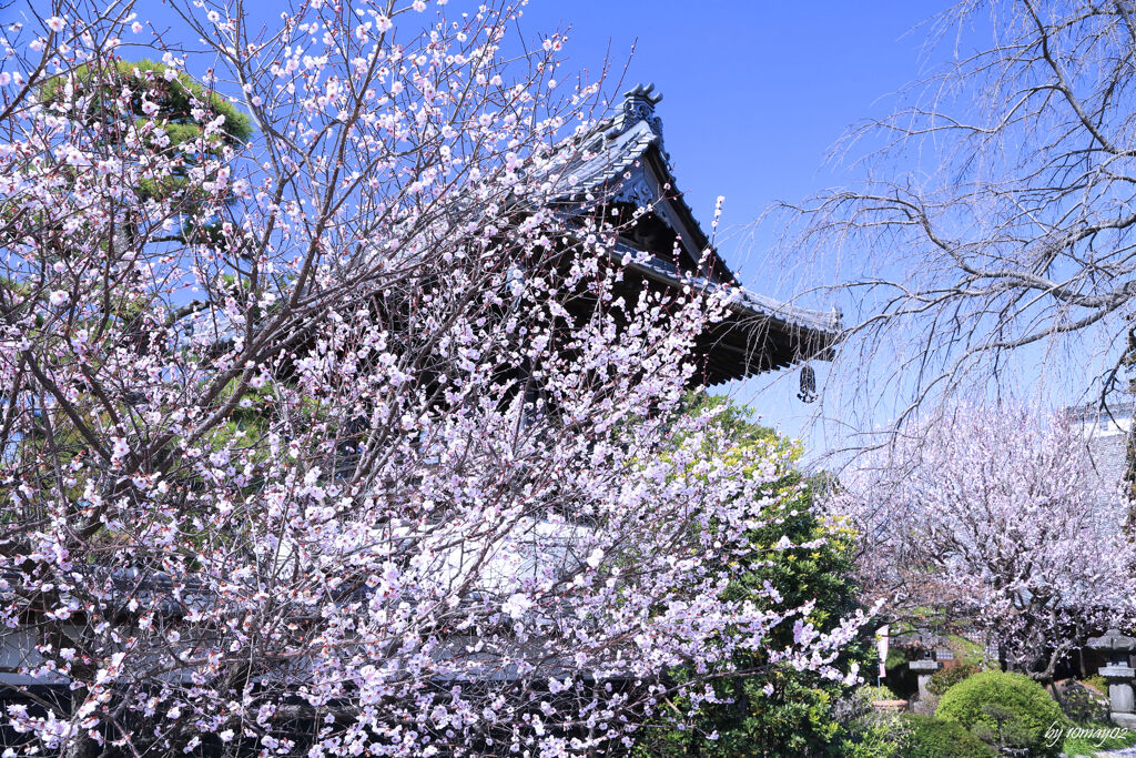 梅爛漫