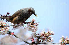 桜花凛々しく