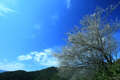 天高く