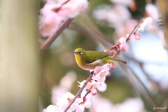 春を呼ぶ