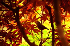 紅葉