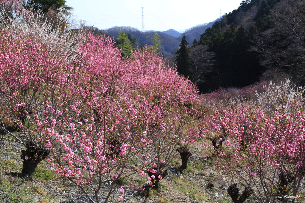 花桃の郷２
