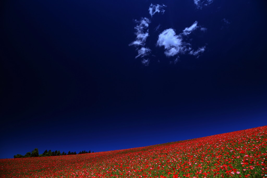 beautiful　flower