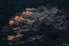 枯紅葉３