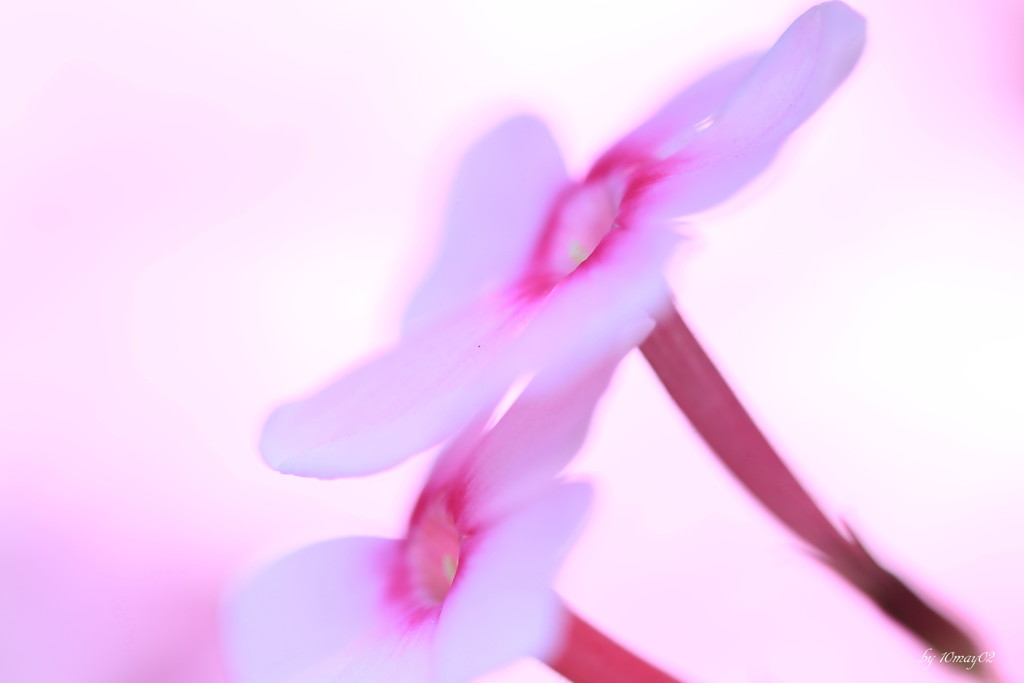 可憐