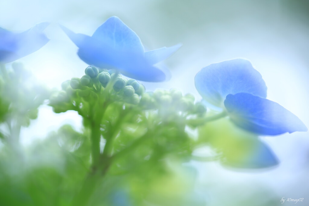 花言葉は謙虚