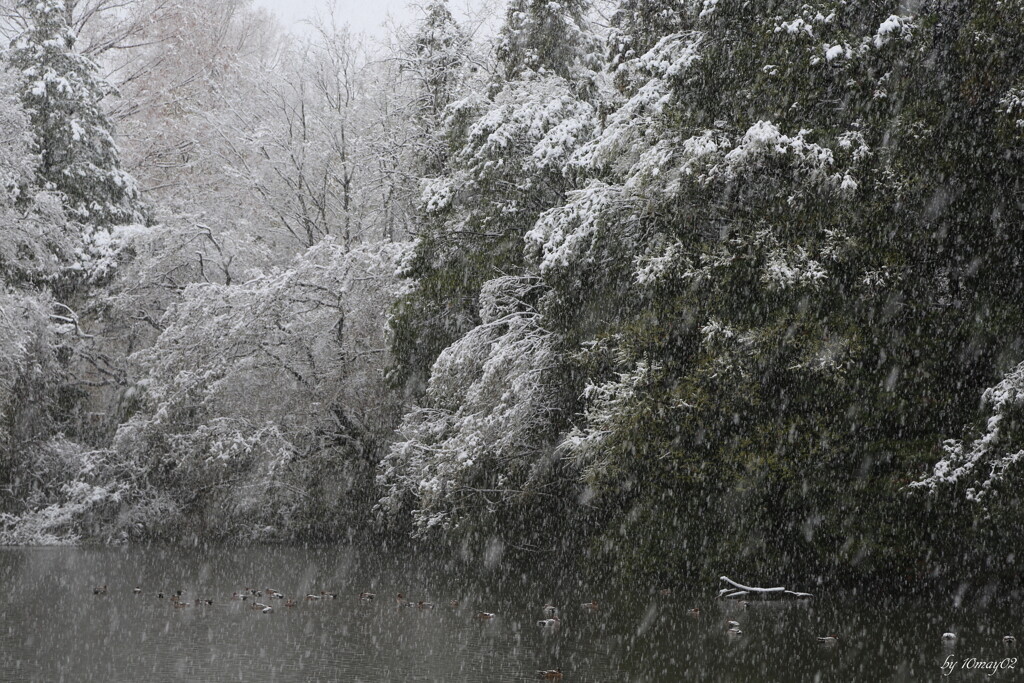 春吹雪２