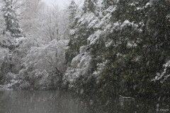 春吹雪２
