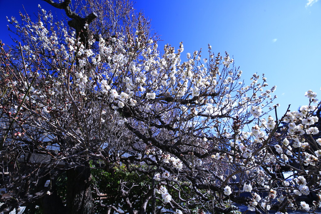 梅花